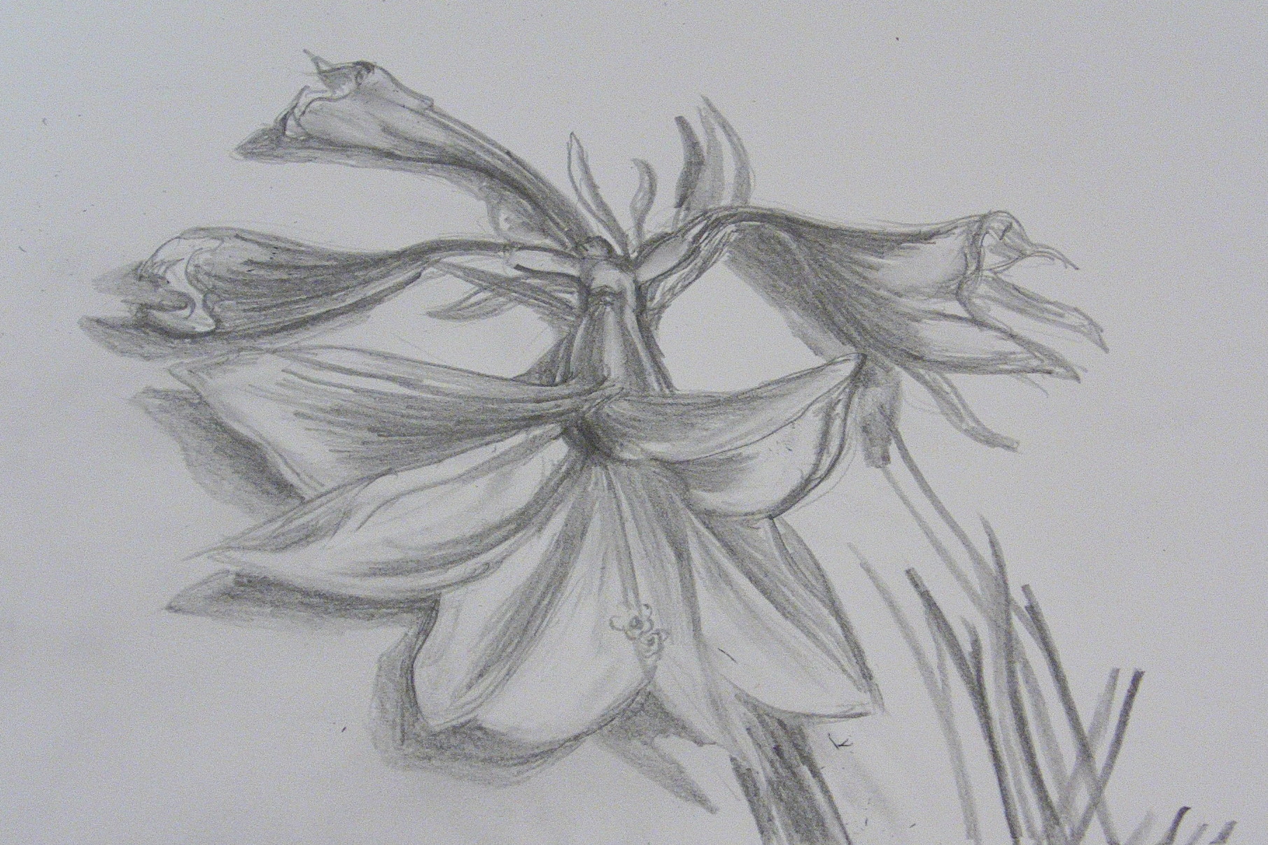 drawings-of-flowers-richard-north